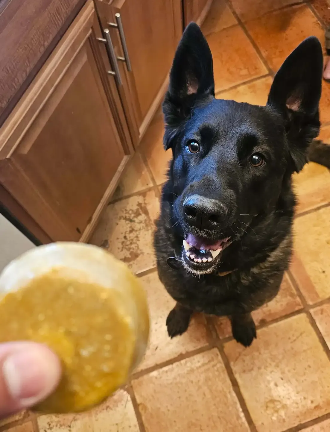 dog waiting to eat that bites natural superfood dog food topper, delivered fresh in Calgary, AB