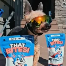 super cute dog with sun glasses waiting for that bites natural superfood dog food topper, delivered fresh in Calgary, AB