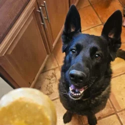 dog waiting to eat that bites natural superfood dog food topper, delivered fresh in Calgary, AB