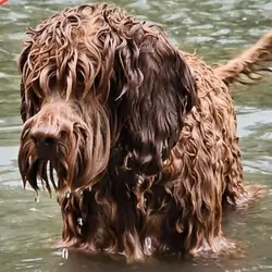swimming dog loves that bites natural superfood dog food topper, delivered fresh in Calgary, AB