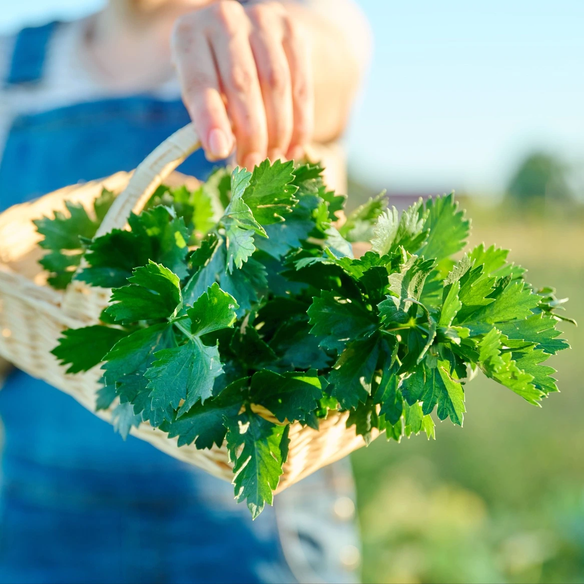 parsley for the That Bites! Superfood dog meal toppers made fresh in Calgary, AB